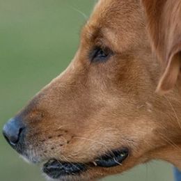 Golden Retrievers from Running J’s Kennel
