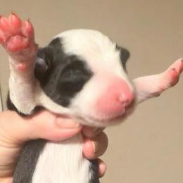 Blossom - Black and white female Border Collie puppy in Lebanon, Oregon from Cahill’s Canines
