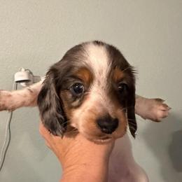 Amanda - Dapple female Dachshund puppy in Irving, Texas from DFW Dachshunds by G & S