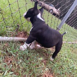 American Bully Puppies from D1.Bullz.And.Thangz