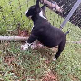 American Bully Puppies from D1.Bullz.And.Thangz