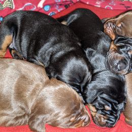 Doberman Pinscher Puppies from Saxbell Dobermans