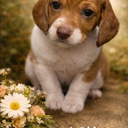 Nilla - Piebald female Dachshund puppy in New Caney, Texas from BouncinMiniWeenies