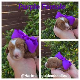 Purple - Red  female Goldendoodle puppy in Upland, California from Hartman Goldendoodles