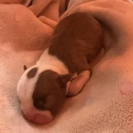 Kris Kringle - Red male Boston Terrier puppy in Kingsport, Tennessee from Dreamweaver Bostons