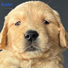Austin - Golden male Golden Retriever puppy in Vail, Arizona from Retrievers Gold AZ