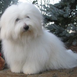 Cotons de Tulear from Whispering Lane Cotons