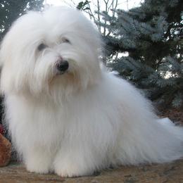 Cotons de Tulear from Whispering Lane Cotons