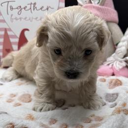 Saffron - Apricot female Maltipoo puppy in Colonial Beach, Virginia from BeachRidge Pups