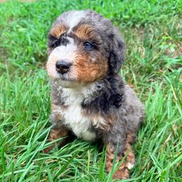 Captain - Tri-color male Bernedoodle puppy in Townville, South Carolina from Copper Creek Bernedoodles