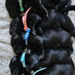 Navy - Black male German Shepherd puppy in White Cloud, Michigan from Von WestLynn German Shepherds
