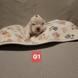 Girl 1 - White female Boxer puppy in Leland, North Carolina from Ocean Breeze Boxers