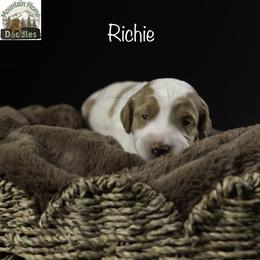 Richie - Apricot male Australian Labradoodle puppy in Cashmere, Washington from Mountain Home Doodles