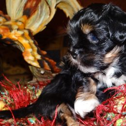 AKC Nuriel... - Lhasa Apso puppy from GyanGanj Lhasa Apso
