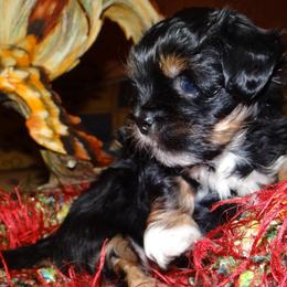 AKC Nuriel... - Lhasa Apso puppy from GyanGanj Lhasa Apso