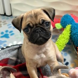 Suzie - Fawn female Pug puppy in Olin, North Carolina from Piggy Pugs