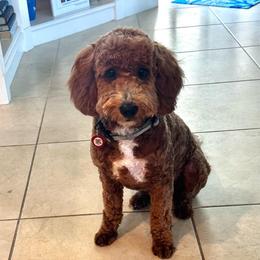 Rose - Goldendoodle