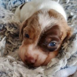 Aggie - Chocolate and tan female Dachshund puppy in New Brighton, Minnesota from Doxie Lakes