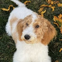 Maltipoos from Doodle Dog Crush