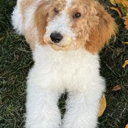 Maltipoos from Doodle Dog Crush