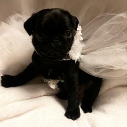 'Pebbles' Black girl 1 - Black female Pug puppy in Onalaska, Washington from Cupid’s Pugs