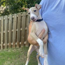 Italian Greyhound Puppies from Iggies of Azalea