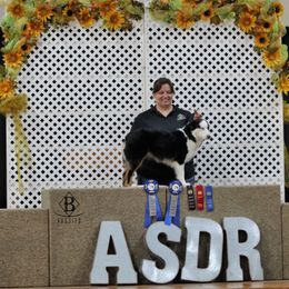 Australian Shepherds, Miniature American Shepherds, and Miniature Australian Shepherds from Rocking Diamond B Aussies