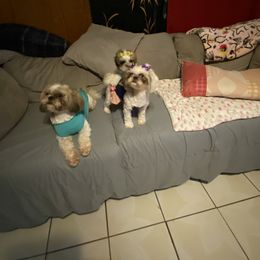 Shih Tzu Puppies from Pup Paw-lace