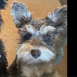 Auggie - Miniature Schnauzer