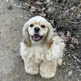 Spanky - Cocker Spaniel
