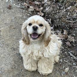 Spanky - Cocker Spaniel