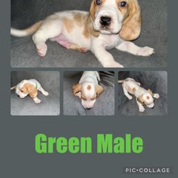Boy 3 - Basset Hound puppy in Jacksonville, Florida from Craven Bassets