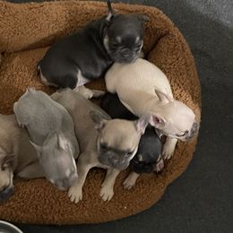 French Bulldog Puppies from Orderofthebulldogs, LLC