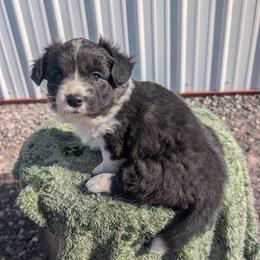 Storm - Brindle and white female Cardigan Welsh Corgi puppy in Hotchkiss, Colorado from Bell S Ranch