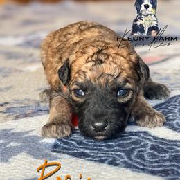 Rosie - Wheaten female Whoodle puppy in Knoxville, Tennessee from Fleury Farm Doodles TN