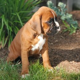 Allie - Fawn female Boxer puppy in Newville, Pennsylvania from Zimmerman's Pets