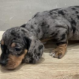 Slinky - Dapple male Dachshund puppy in Jurupa Valley, California from Cal Doxies