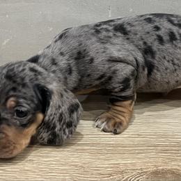 Slinky - Dapple male Dachshund puppy in Jurupa Valley, California from Cal Doxies