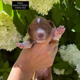 BASIL - Parti male Goldendoodle puppy in Independence, Oregon from ANKENY DOODLES