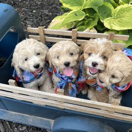 Cockapoo Puppies from East St. Poodles & Doodles