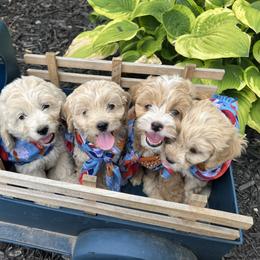Cockapoo Puppies from East St. Poodles & Doodles