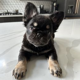 French Bulldogs from Booms Bullies