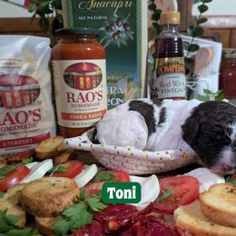 Toni - Brown and white male Sheepadoodle puppy in Berwick, Pennsylvania from Wright’s Wiggle Butts