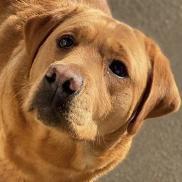 Labrador Retrievers from River Rat Retrievers