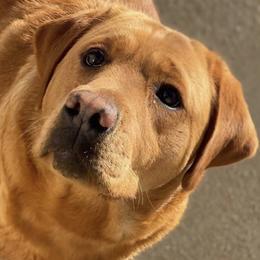 Labrador Retrievers from River Rat Retrievers