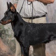 Beaucerons and Brussels Griffons from A Mes Cotes