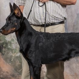 Beaucerons and Brussels Griffons from A Mes Cotes