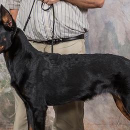 Beaucerons and Brussels Griffons from A Mes Cotes