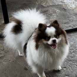 Hershie - Pomeranian