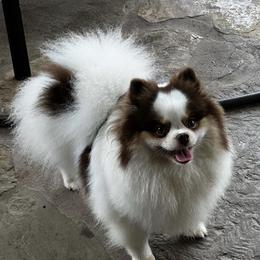 Hershie - Pomeranian